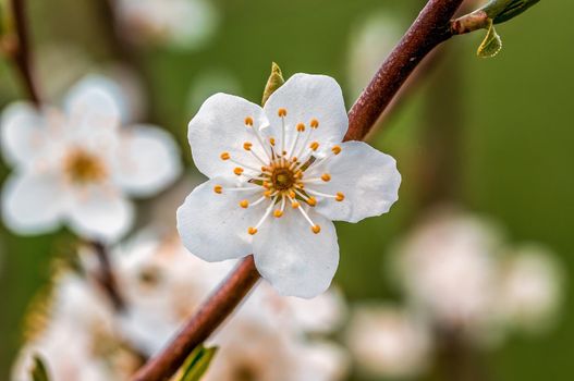 a branch with fresh spring blossoms at the beginning of the year