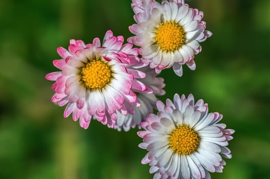 beautiful colorful spring flowers at the beginning of the year
