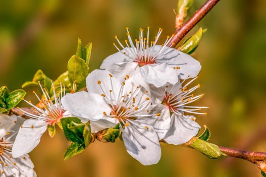 a branch with fresh spring blossoms at the beginning of the year