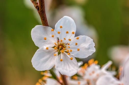 a branch with fresh spring blossoms at the beginning of the year