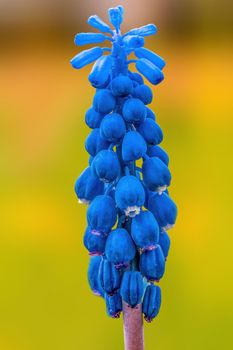 beautiful colorful spring flowers at the beginning of the year