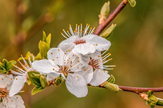a branch with fresh spring blossoms at the beginning of the year