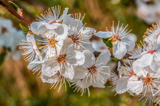 a branch with fresh spring blossoms at the beginning of the year