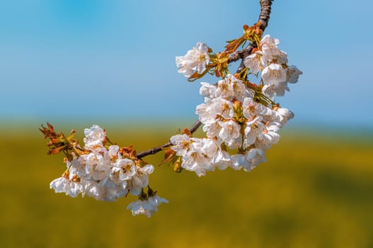 a branch with fresh spring blossoms at the beginning of the year