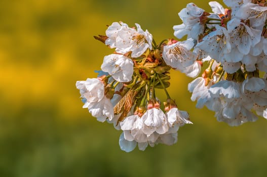 a branch with fresh spring blossoms at the beginning of the year