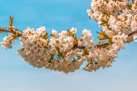 a branch with fresh spring blossoms at the beginning of the year