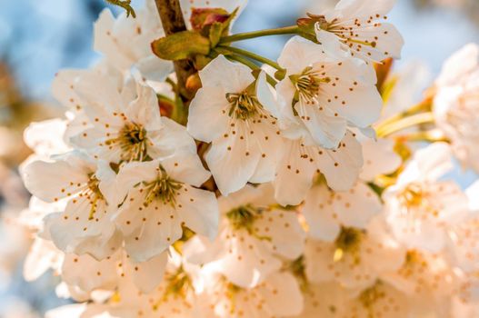a branch with fresh spring blossoms at the beginning of the year