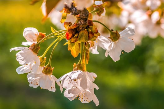 a branch with fresh spring blossoms at the beginning of the year