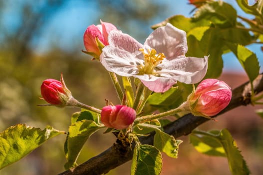 a branch with fresh spring blossoms at the beginning of the year