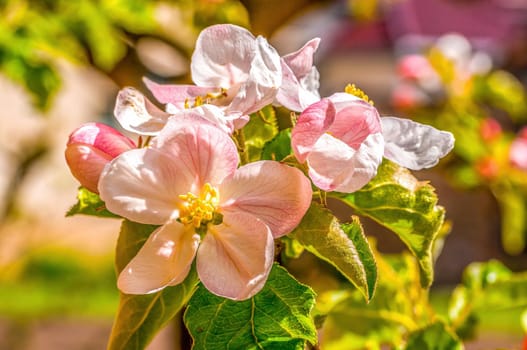 a branch with fresh spring blossoms at the beginning of the year