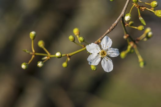 a branch with fresh spring blossoms at the beginning of the year