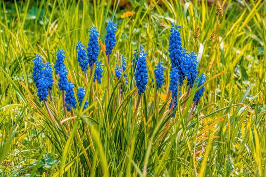 beautiful colorful spring flowers at the beginning of the year