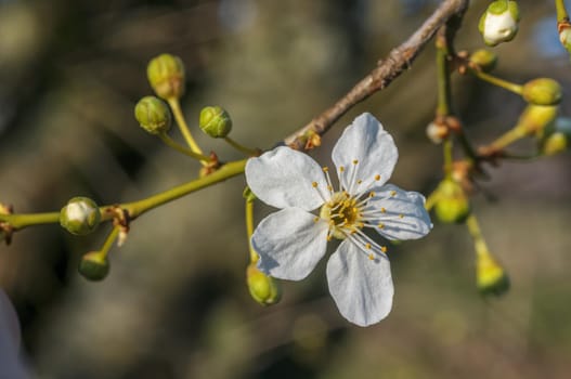 a branch with fresh spring blossoms at the beginning of the year