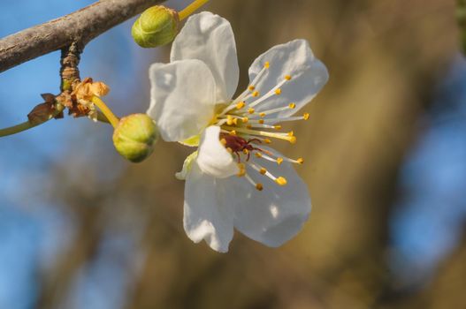 a branch with fresh spring blossoms at the beginning of the year