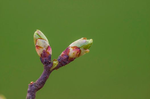 a branch with fresh spring blossoms at the beginning of the year