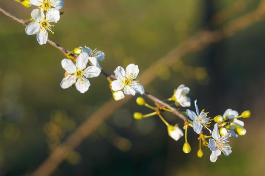 a branch with fresh spring blossoms at the beginning of the year
