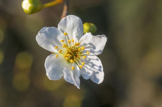 a branch with fresh spring blossoms at the beginning of the year