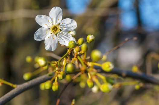 a branch with fresh spring blossoms at the beginning of the year