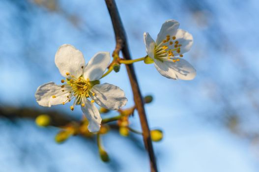 a branch with fresh spring blossoms at the beginning of the year
