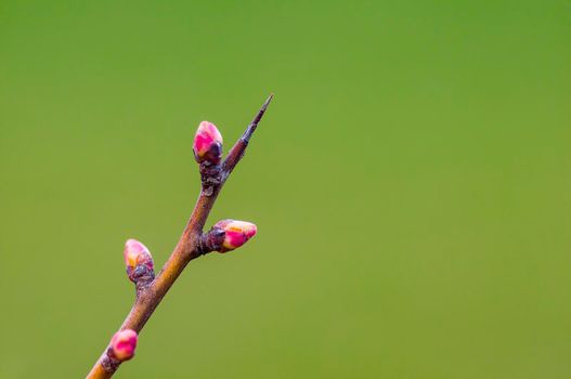 a branch with fresh spring blossoms at the beginning of the year