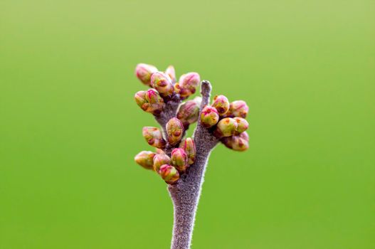 a branch with fresh spring blossoms at the beginning of the year