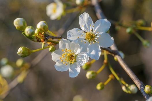 a branch with fresh spring blossoms at the beginning of the year