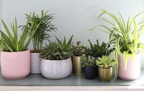House plants display. Indoor plants on shelf with morning sun beams. Collection of various succulent plants in different pots. Potted cactus house plants on shelf against pastel green wall.