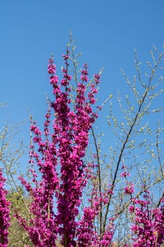 Tree bloom blossom beautiful flowers in spring season