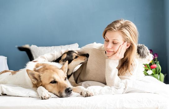 Happy young woman lying in the bed with her dogs, blue wall background