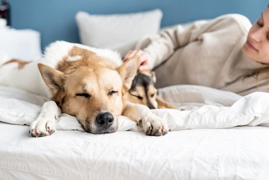 Happy young woman lying in the bed with her dogs, blue wall background