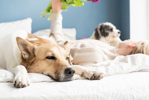 Happy young woman lying in the bed with her dogs, blue wall background