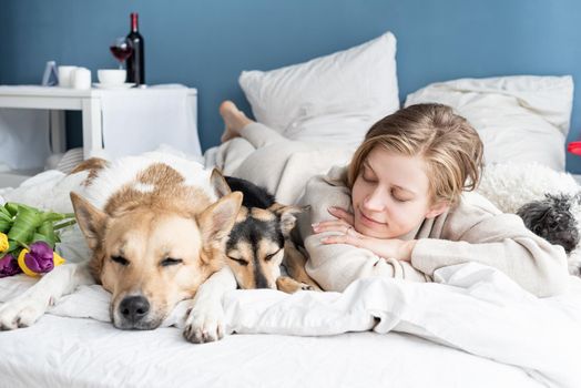 Happy young woman lying in the bed with her dogs, blue wall background