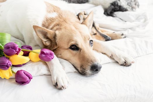 Spring tulips and dogs in the bed. Cute group of mixed breed dogs lying on the bed with tulips