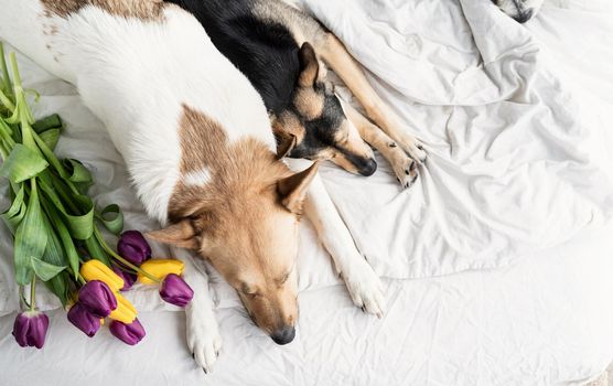 Spring tulips and dogs in the bed. Cute mixed breed dogs lying on the bed with tulips