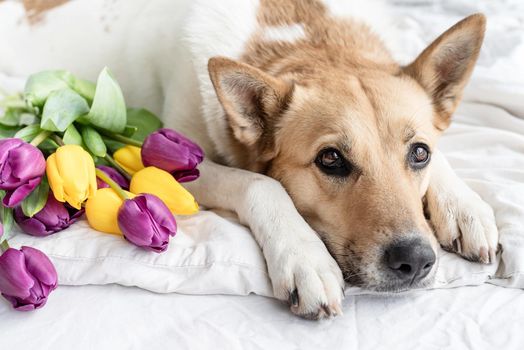 Spring tulips and dog on the bed. Cute mixed breed dog lying on the bed with tulips