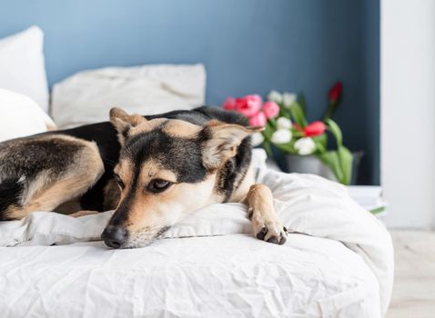 Spring tulips and dog on the bed. Cute mixed breed dog lying on the bed with tulips on background