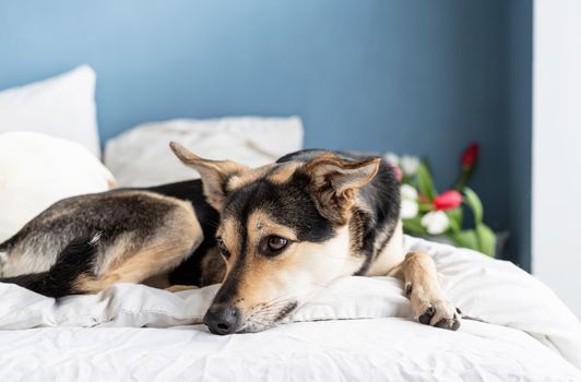 Spring tulips and dog on the bed. Cute mixed breed dog lying on the bed with tulips on background