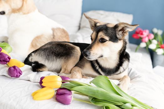 Spring tulips and dog on the bed. Cute mixed breed dog lying on the bed with tulips