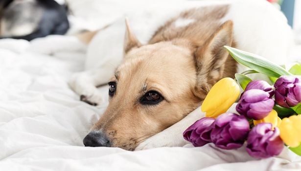 Spring tulips and dog on the bed. Cute mixed breed dog lying on the bed with tulips