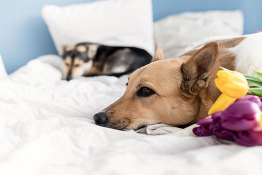 Spring tulips and dog on the bed. Cute mixed breed dog lying on the bed with tulips