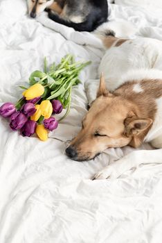 Spring tulips and dog on the bed. Cute mixed breed dog lying on the bed with tulips