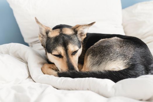 Cute black mixed breed dog sleeping on white bed