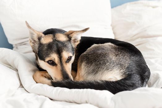 Cute black mixed breed dog sleeping on white bed