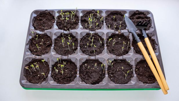 Photo of sprouting seedlings ready for the greenhouse. Spring background. Seedlings in the spring on the window. Seedlings in a plastic tray.
