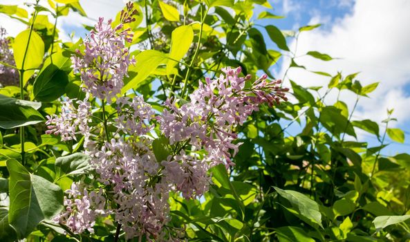 Blooming lilac against the sky. Beautiful purple lilac flowers outdoors. Lilac flowers on the branches