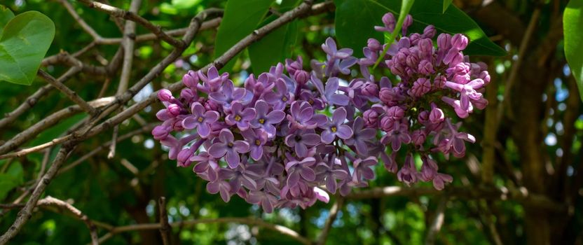 Lilac blossom flowers spring view. Spring lilac flowers. Lilac blooms. A beautiful bunch of lilac.