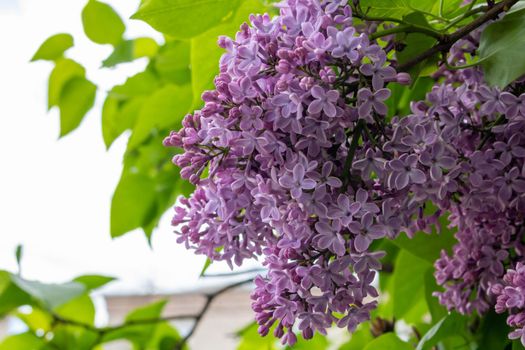 Lilac blossom flowers spring view. Spring lilac flowers. Lilac blooms. A beautiful bunch of lilac.