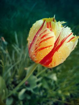 Beautiful yellow-red Tulip among green leaves on a flower bed in the garden. Presented in close-up.