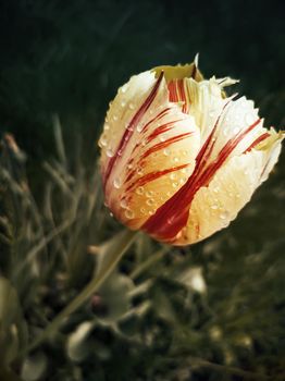 Beautiful yellow-red Tulip among green leaves on a flower bed in the garden. Presented in close-up.