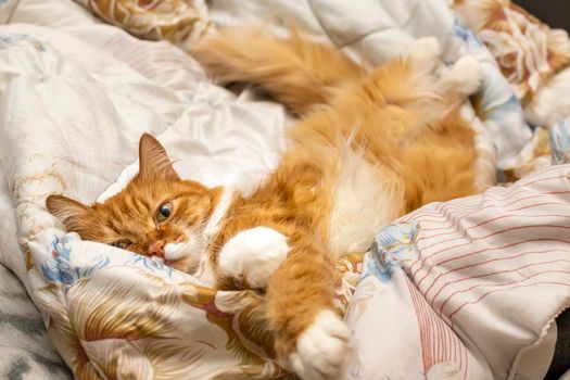 the face of a red cat that has woken up, which is lying at ease on the blanket of the bed and looks sadly at the camera